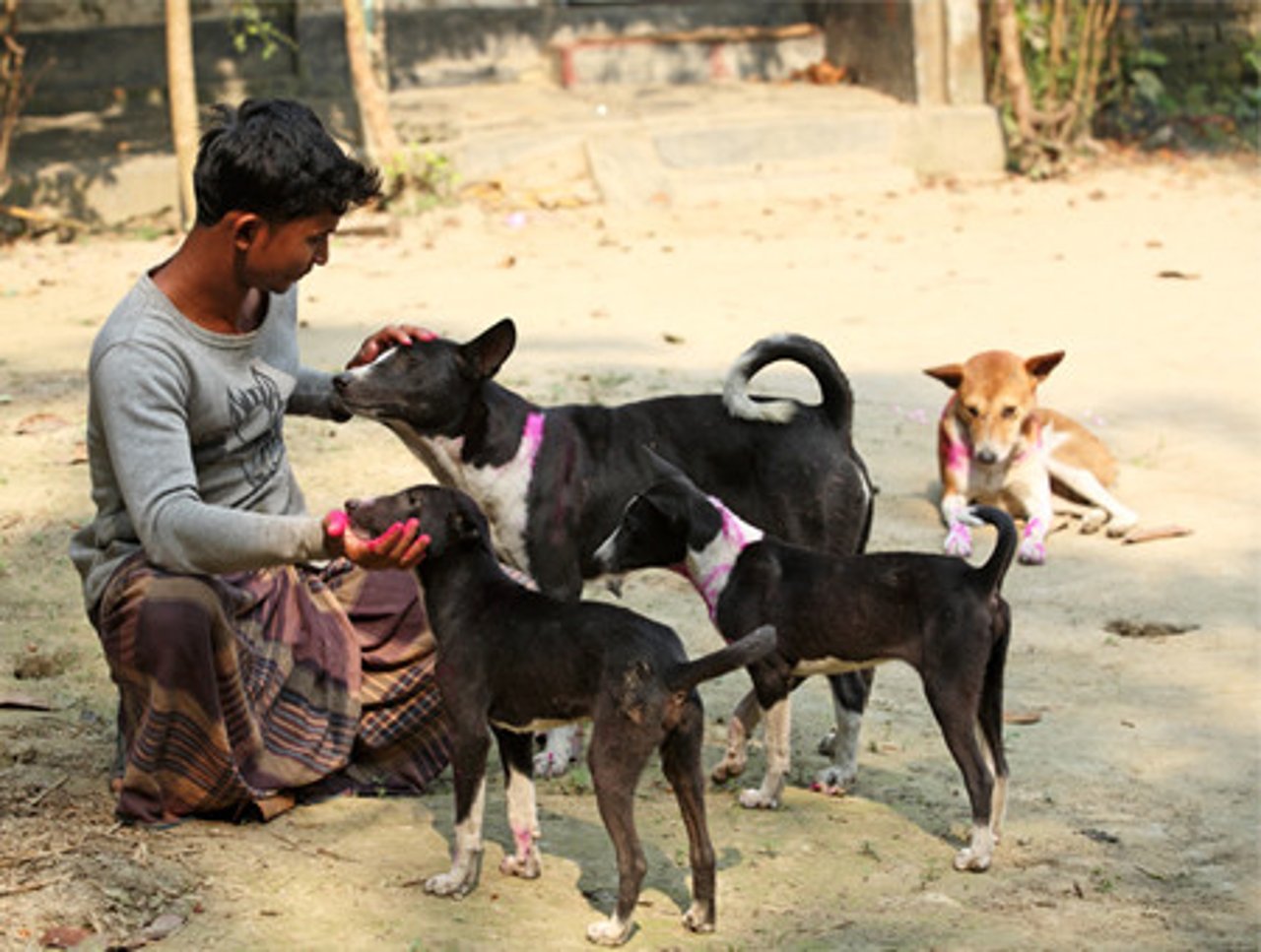 0408_acabando_con_el_sacrificio_inhumano_de_perros_en_bangladesh_3