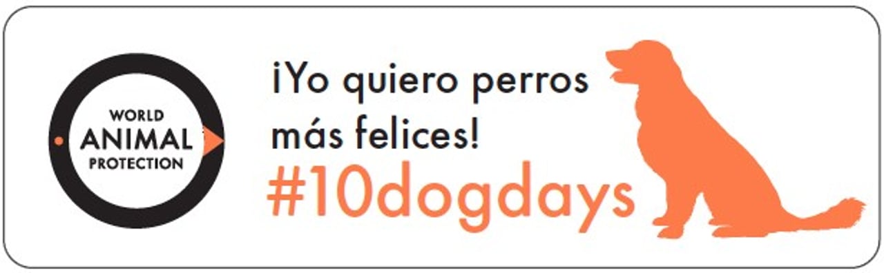 0430-10_dogdays