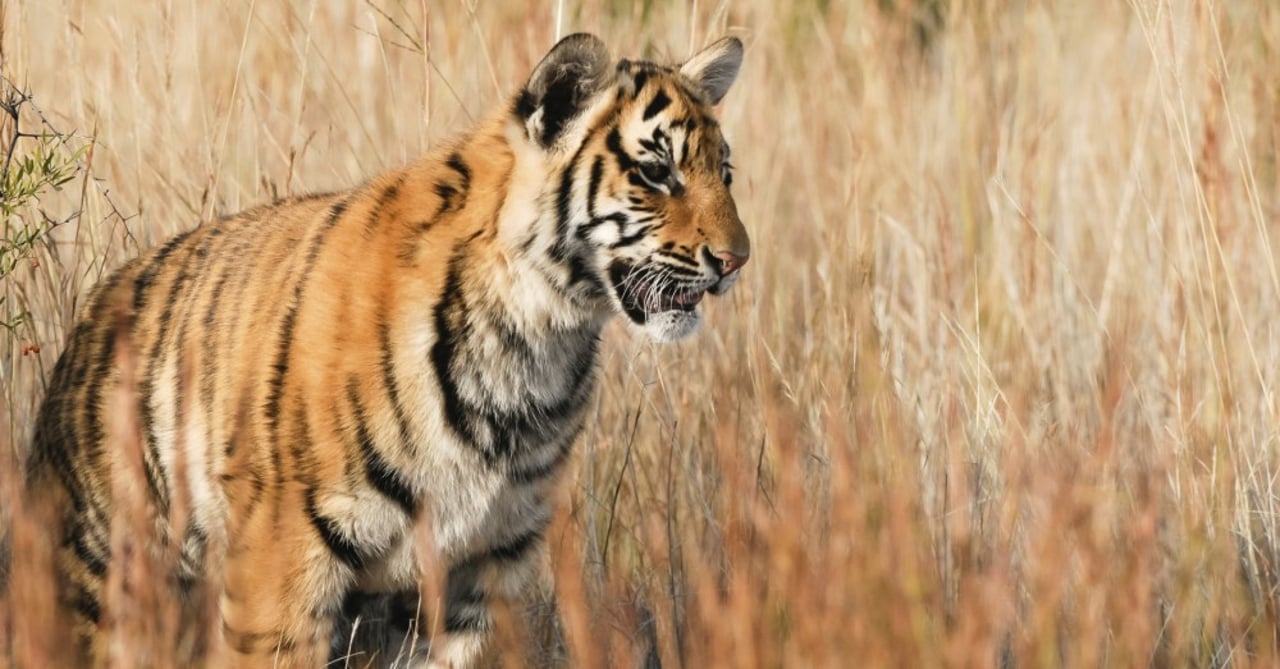 Un tigre en la naturaleza