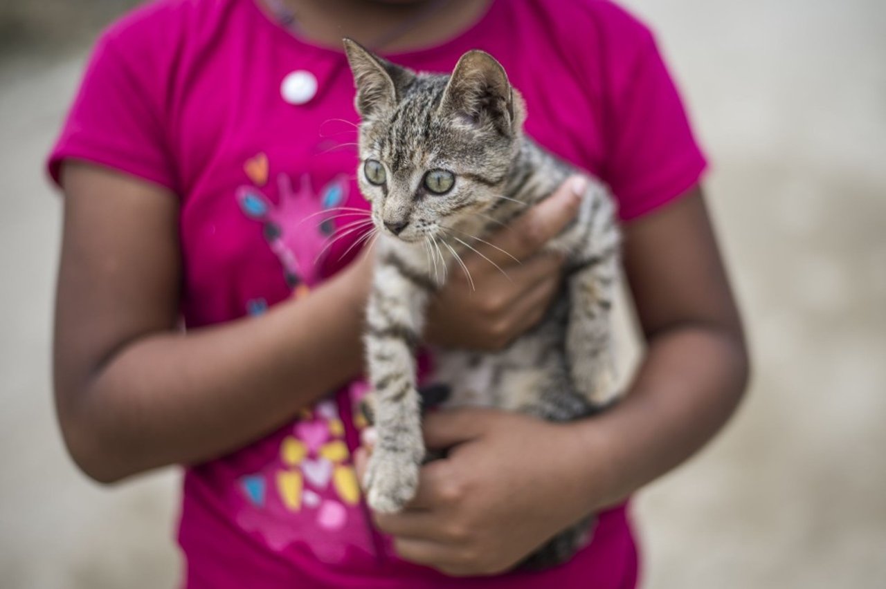 International Cat Day 2017