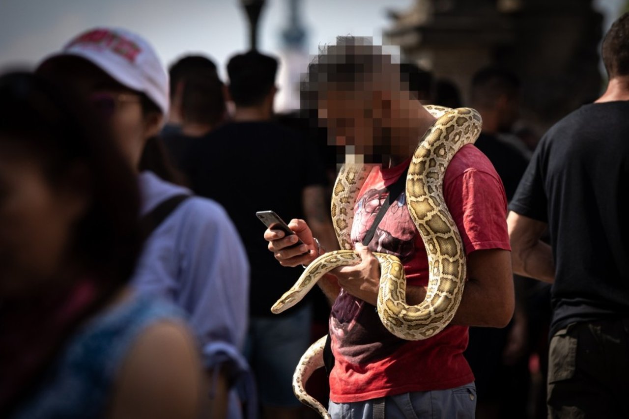A ball python being used as a prop in the Czech Republic - photo by Aaron Gekoski for World Animal Protection