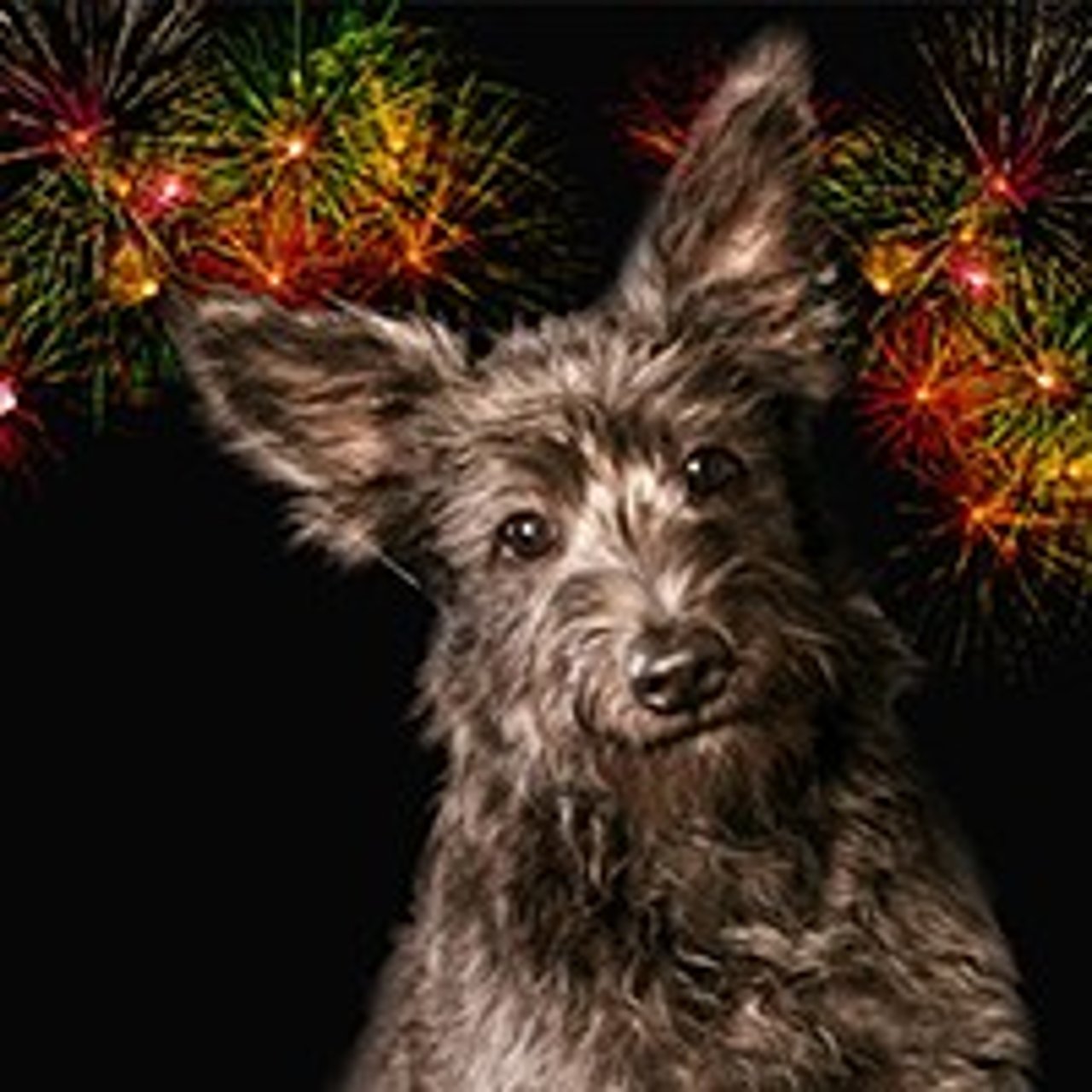 1812_los_fuegos_artificiales_aterrorizan_a_tu_mascota_enterate_como_enfrentar_esta_situacion_en_esta_epoca_festiva_4