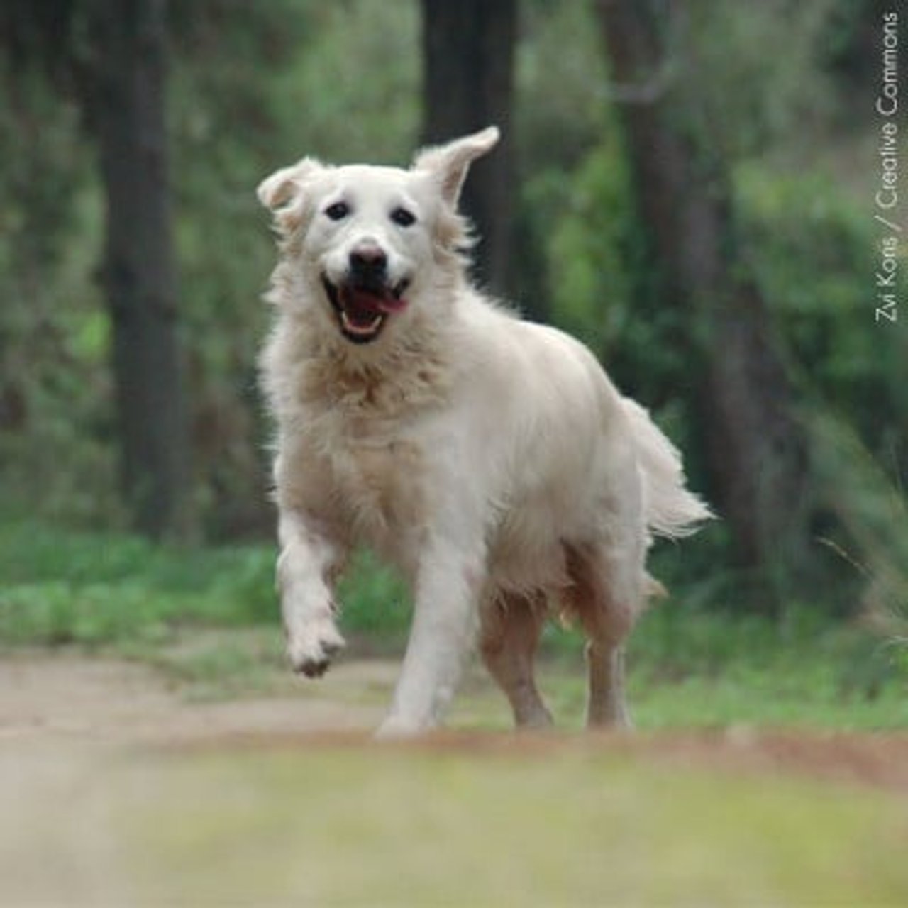 2611_sabes_interpretar_las_senales_que_tu_perro_te_da_2