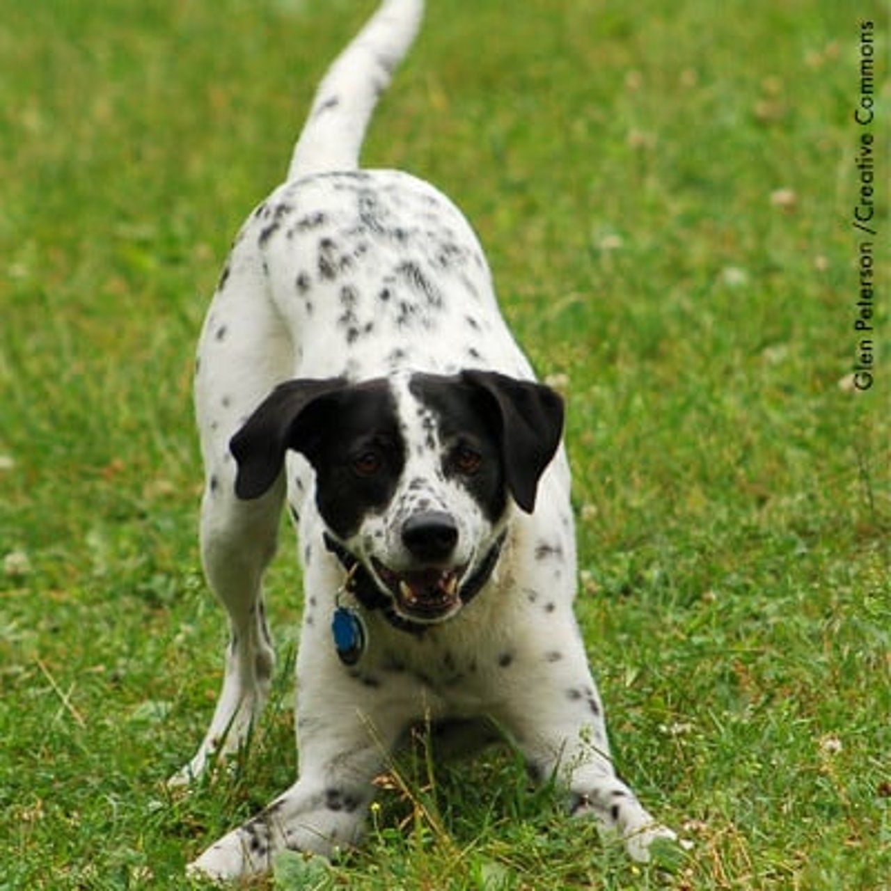 2611_sabes_interpretar_las_senales_que_tu_perro_te_da_3