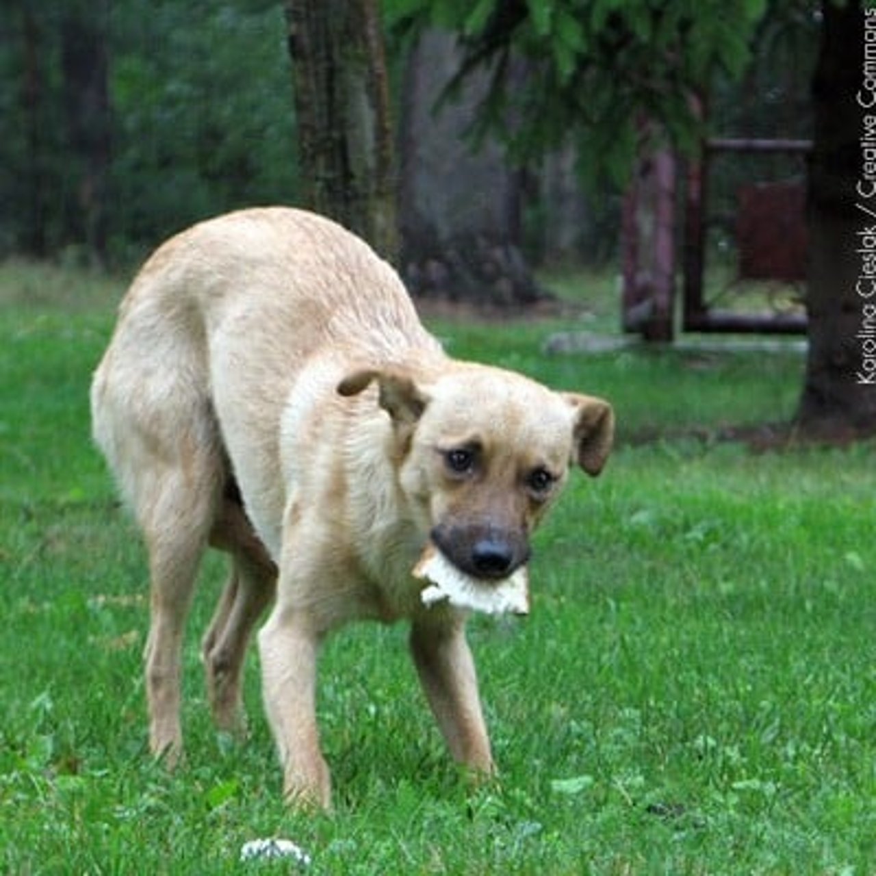 2611_sabes_interpretar_las_senales_que_tu_perro_te_da_4