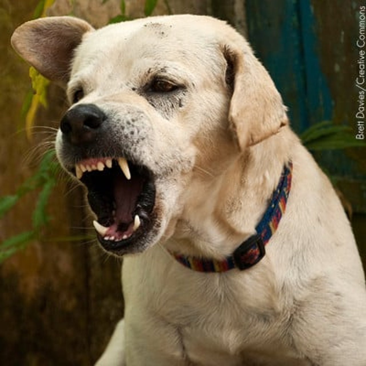 2611_sabes_interpretar_las_senales_que_tu_perro_te_da_5