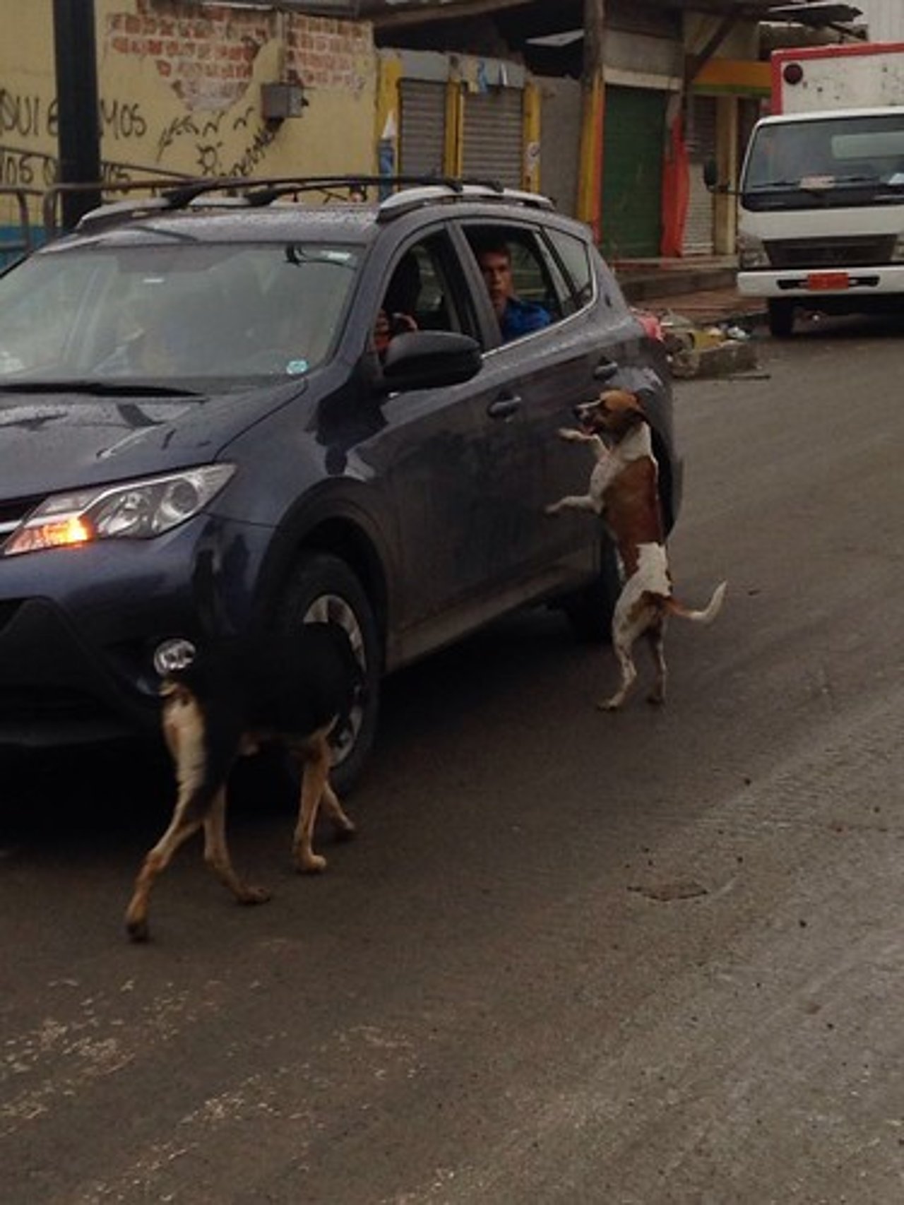 Animales sufren por terremoto en Ecuador