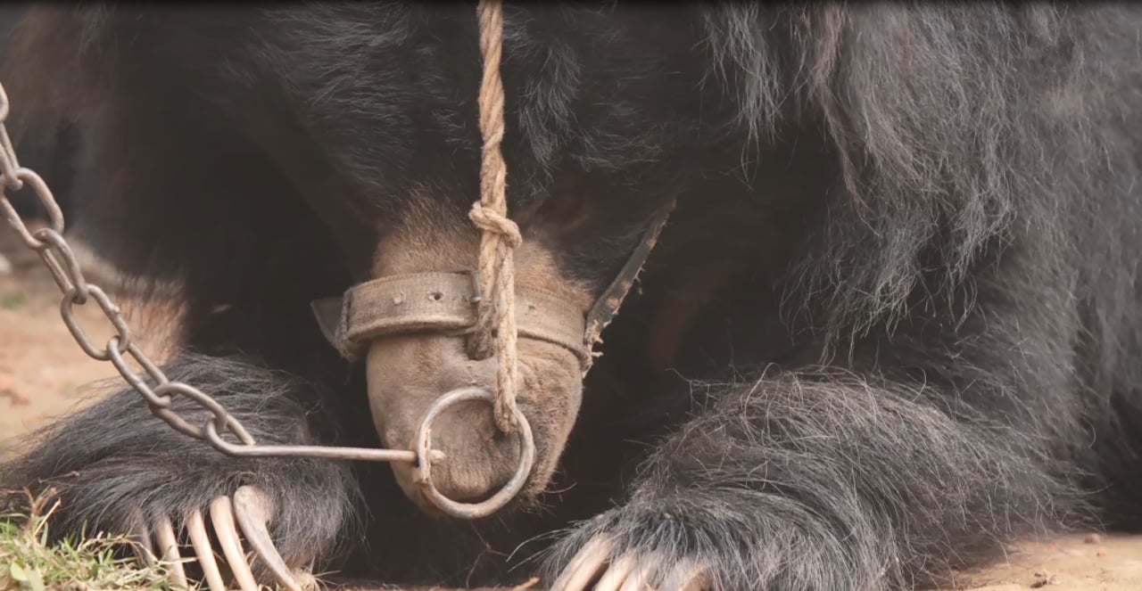 8._bear_close_up_3
