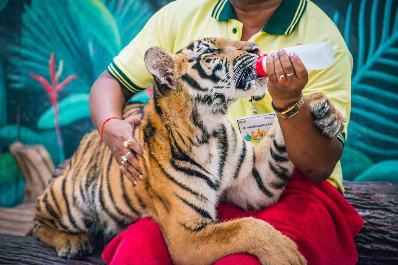 sriracha zoo cocrodiles