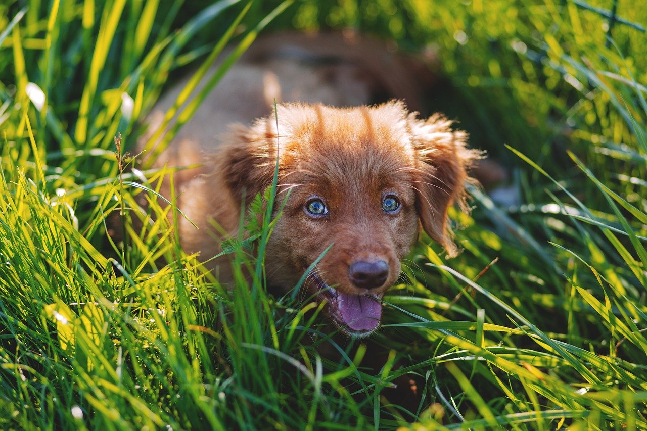 adorable-1866723_1280