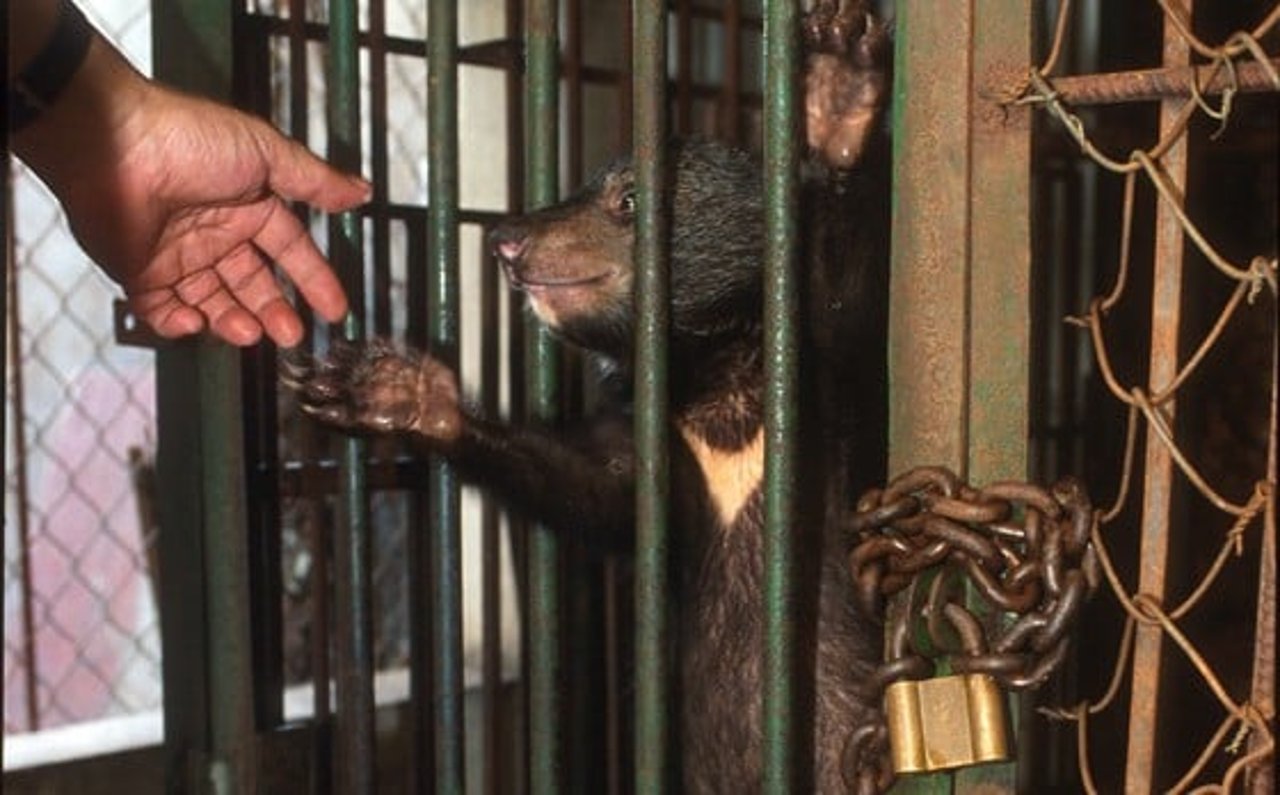 bear_bile_hands