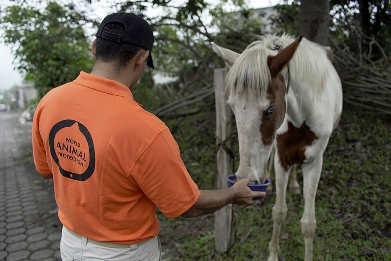 caballo_volcan_de-fuego_0