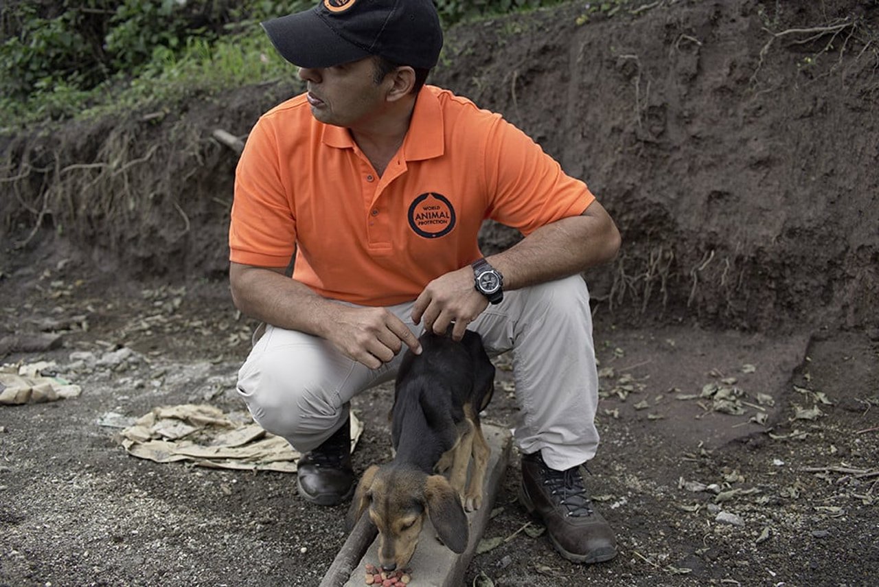 cachorro_volcan_fuego