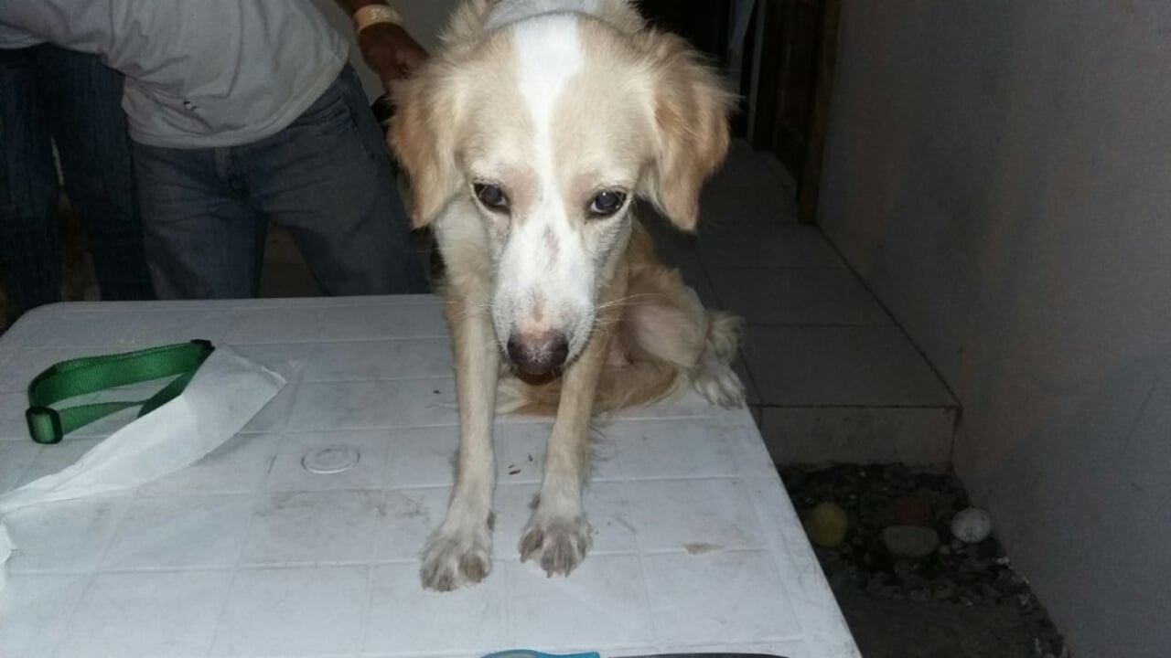 caramelo_1