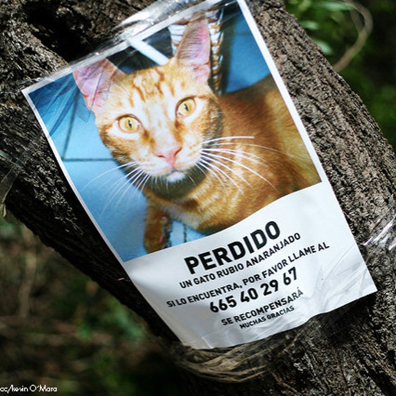 cartel_gato_perdido