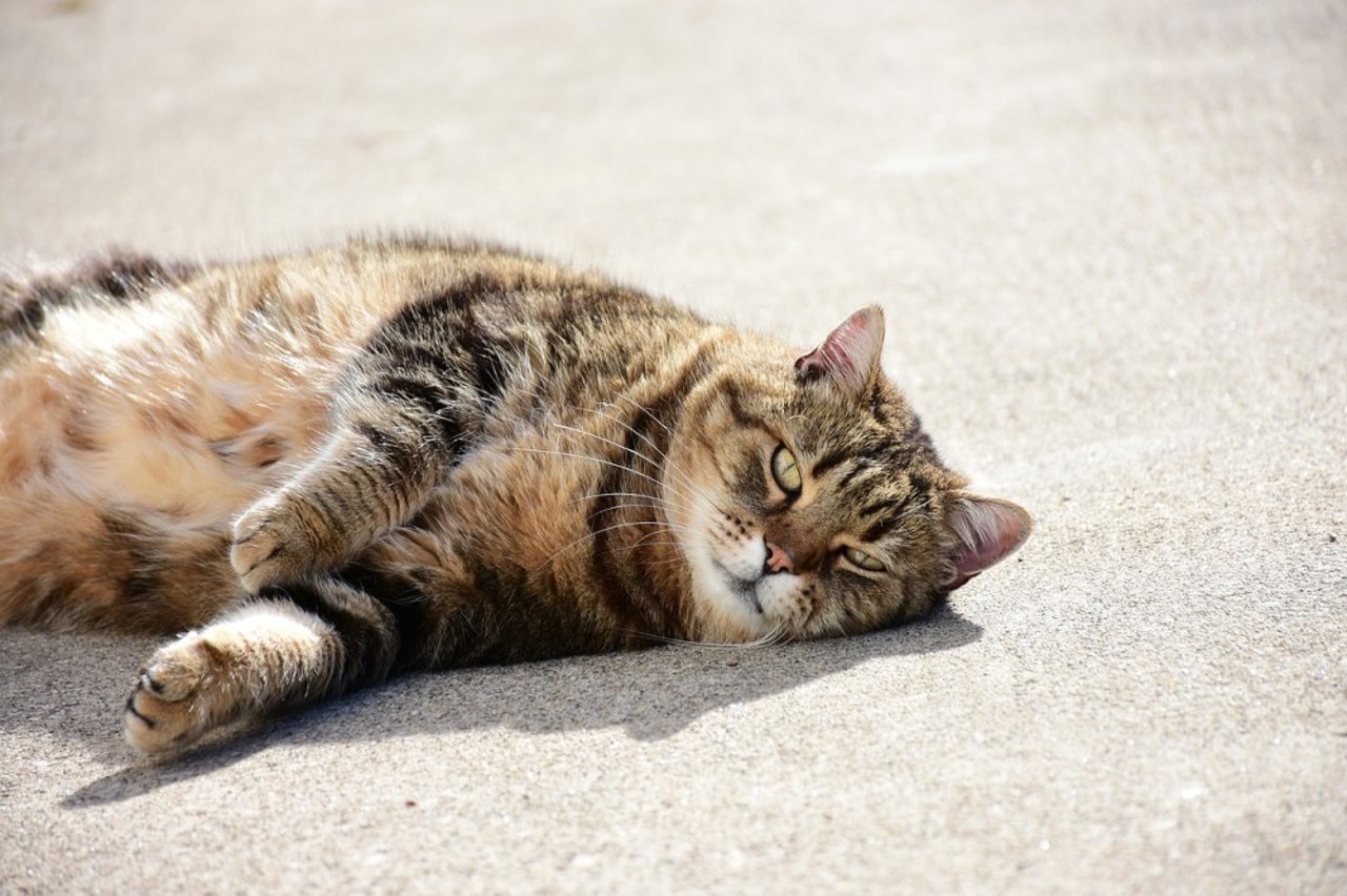 cat-1792277_1280