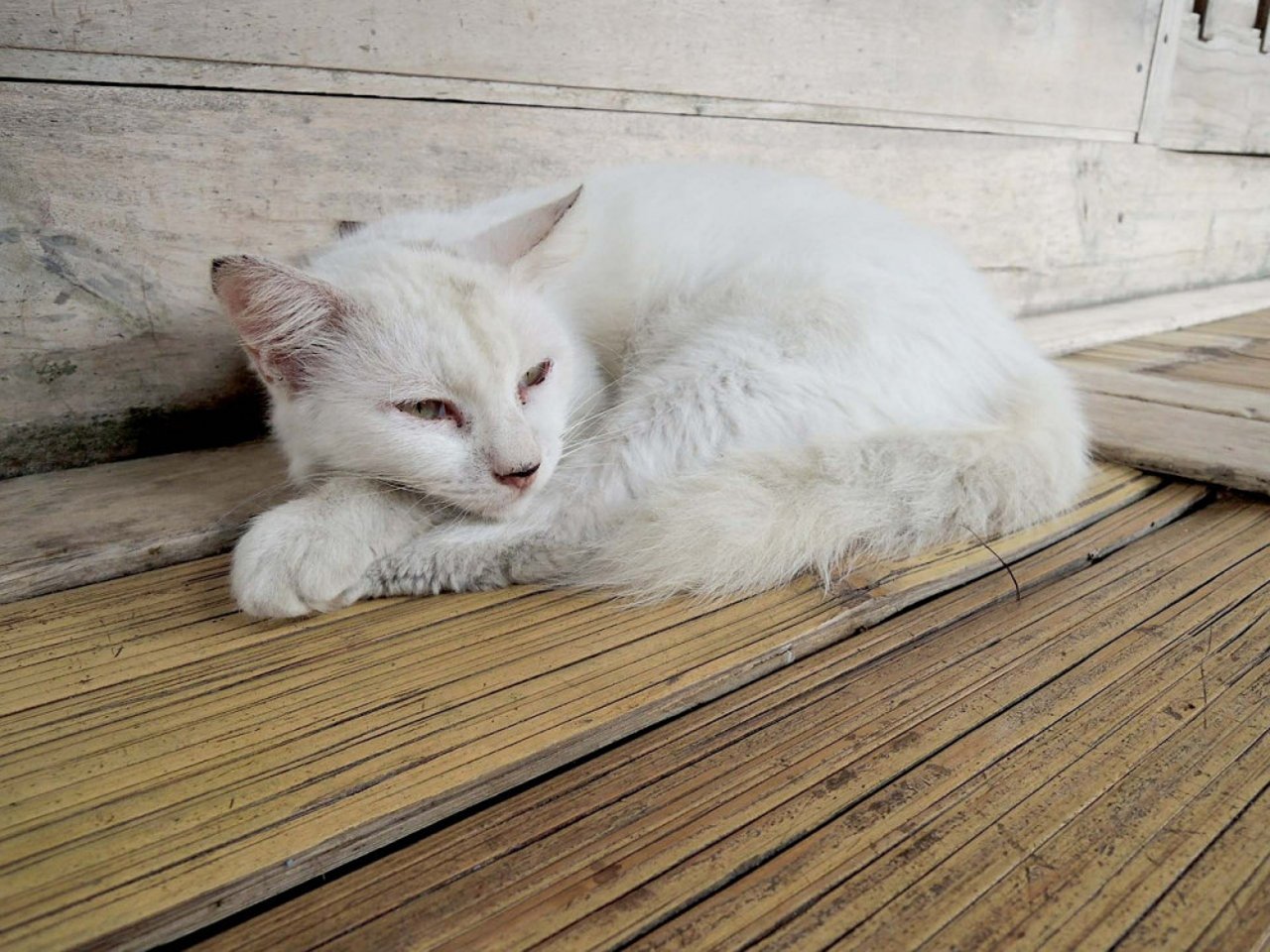 cat-381877_1280