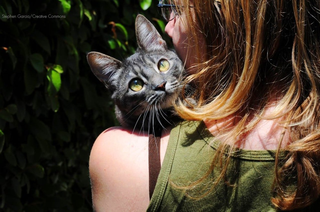 Siete razones (¡de verdad!) para agradecerle a tu gato