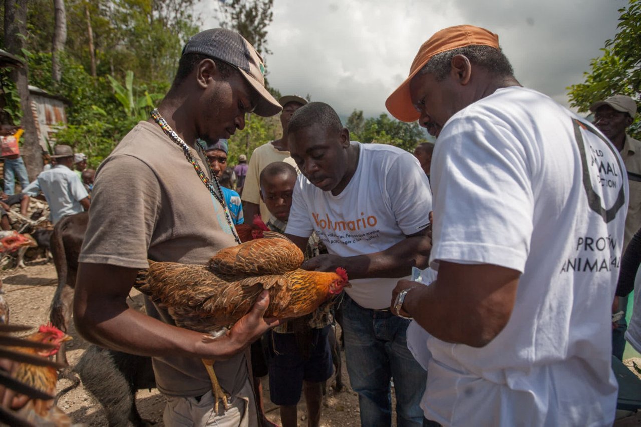chicken_in_haiti