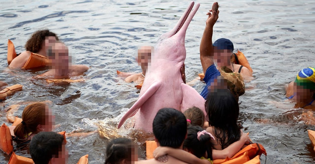 delfin_rodeado_gente