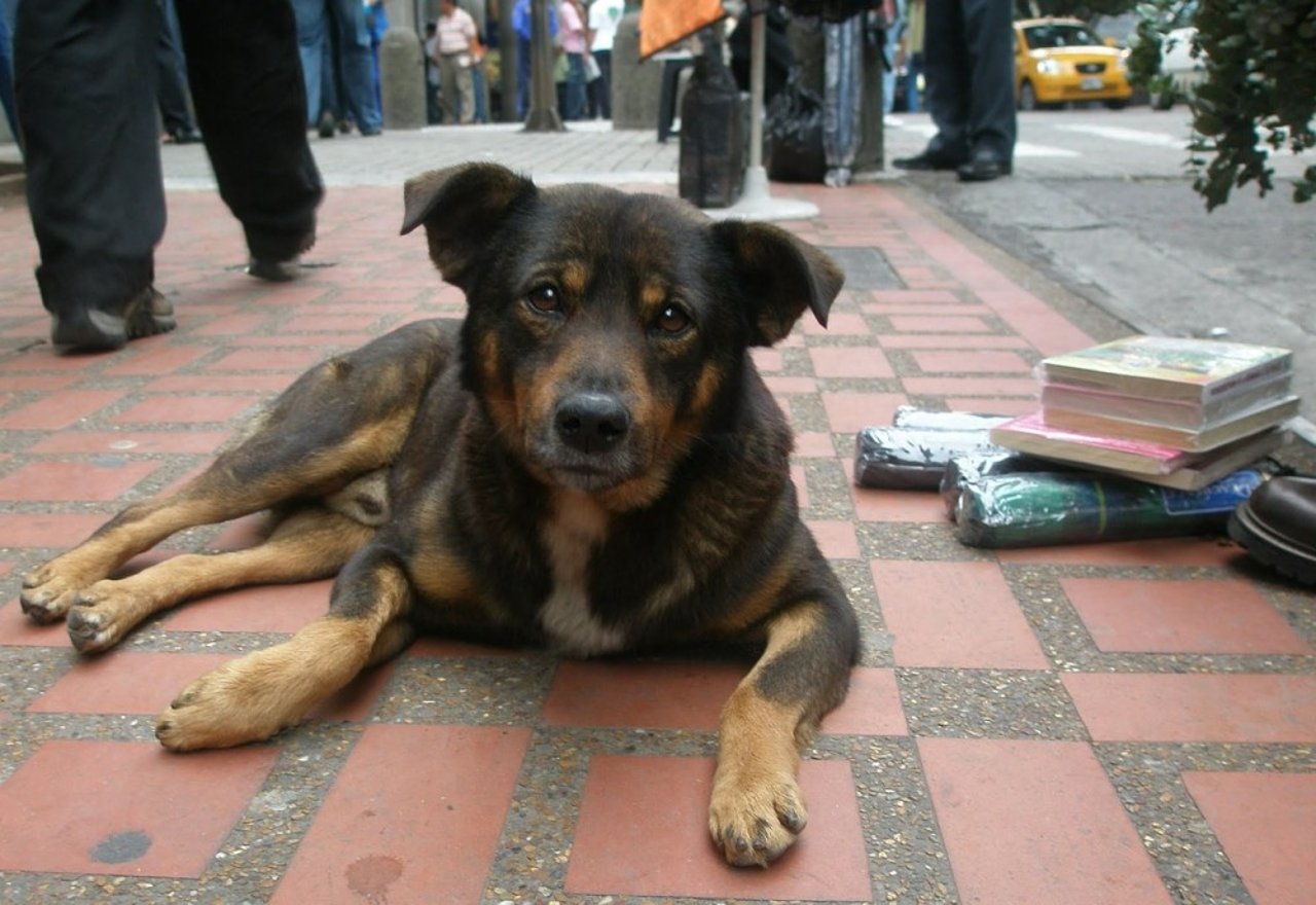 dog-1192725_1280