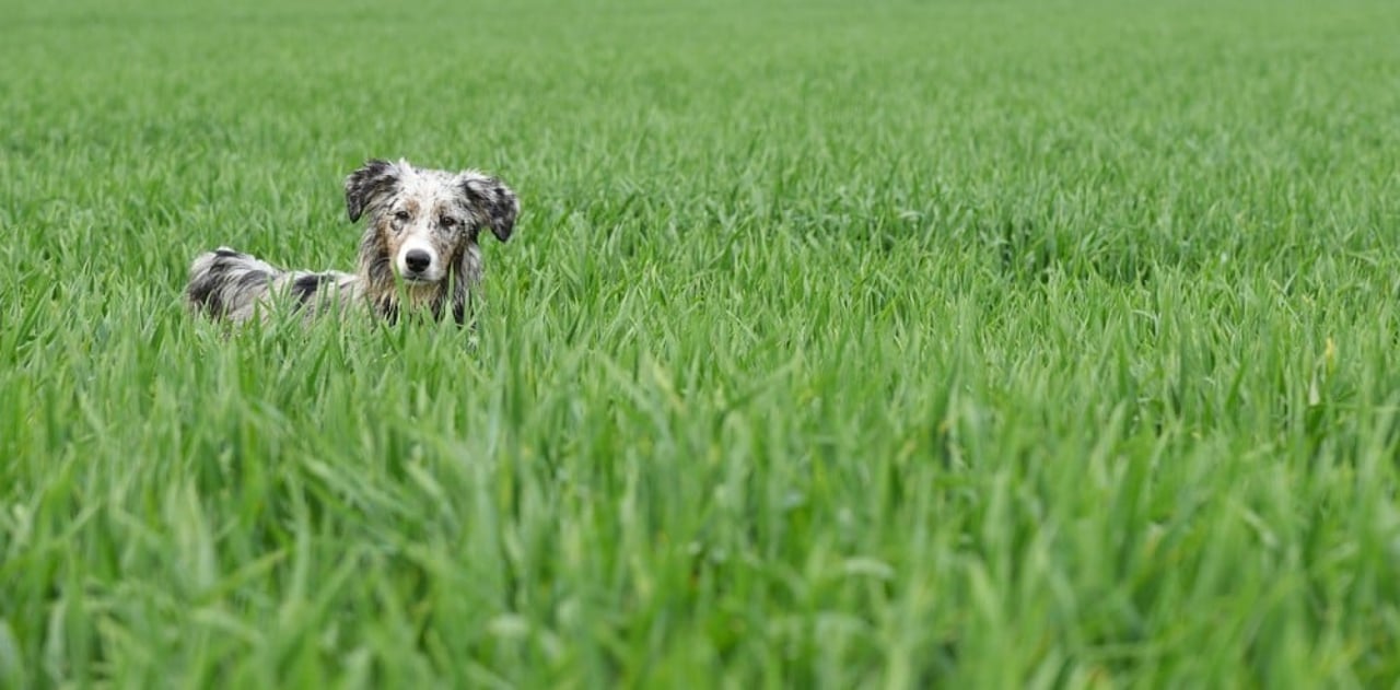 dog-520256_1280