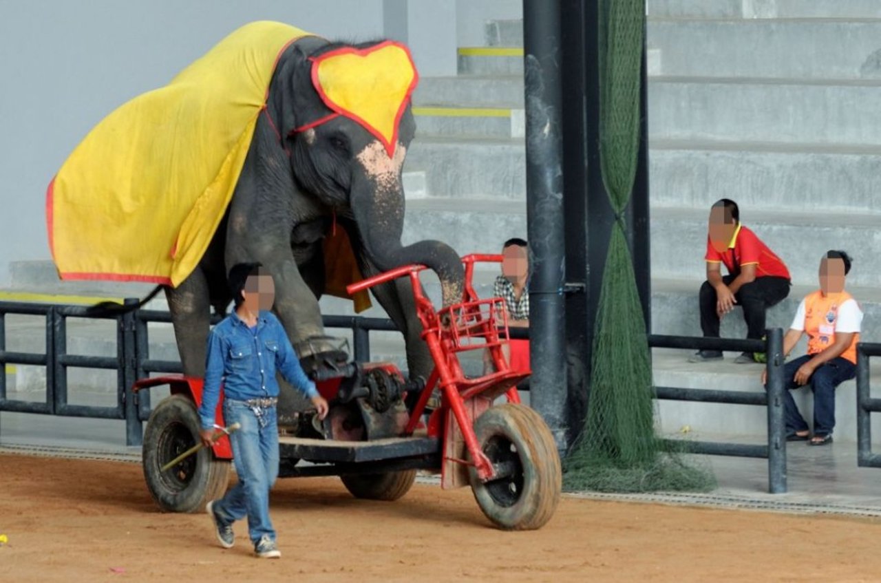 elefante