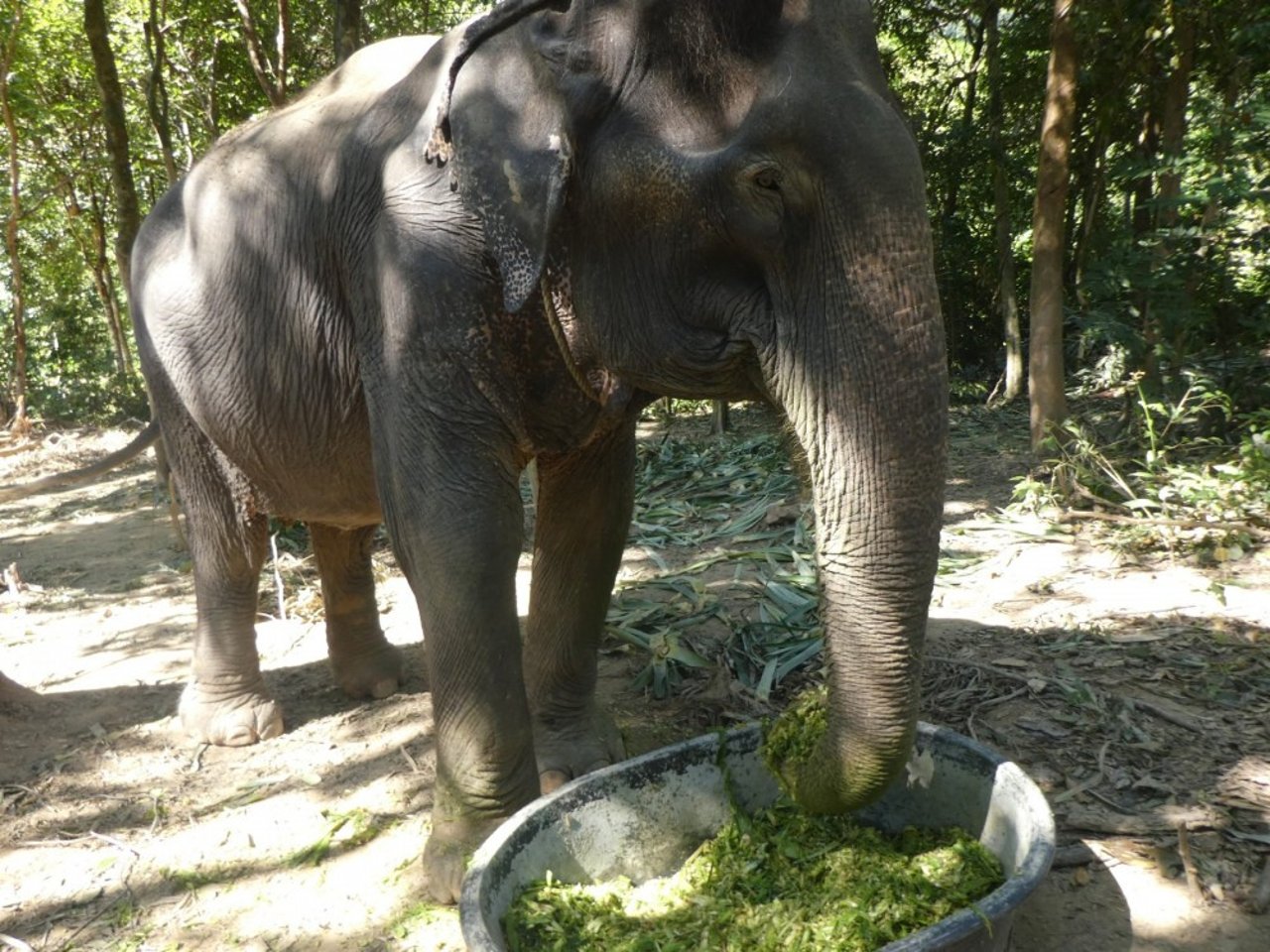 elefante_coronavirus_tailandia 