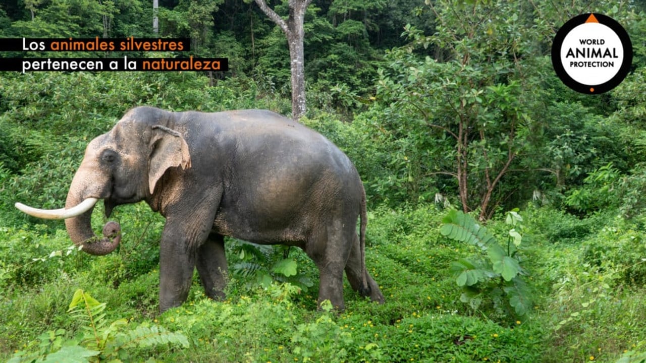 elefante-zoom