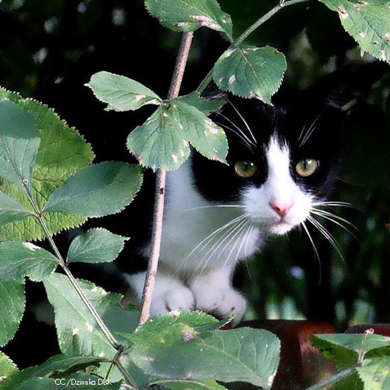 gato_en_arbol