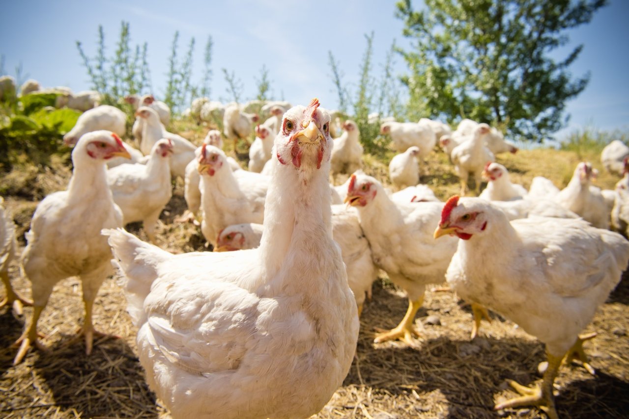 zoonosis-and-antimicrobial-resistance