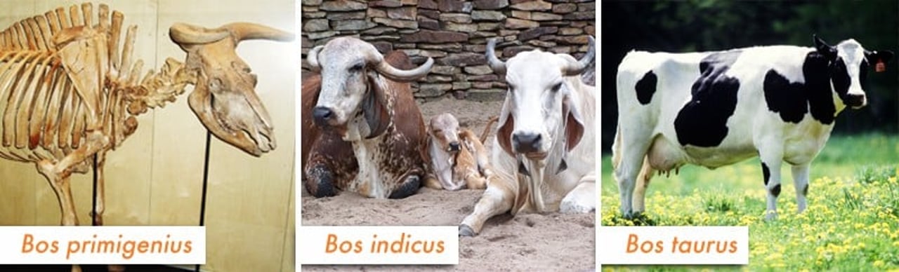 hsa_comparacao_especies_de_bois