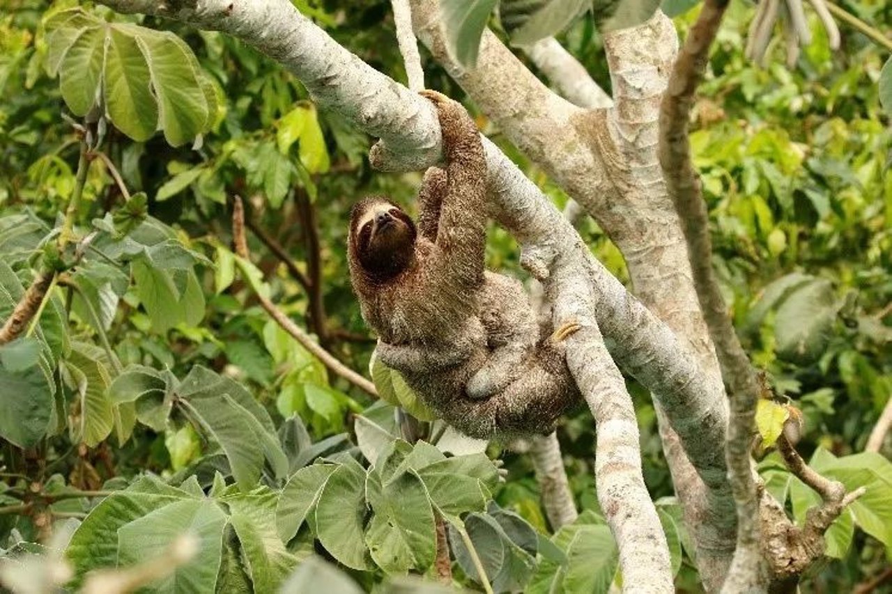 sloth