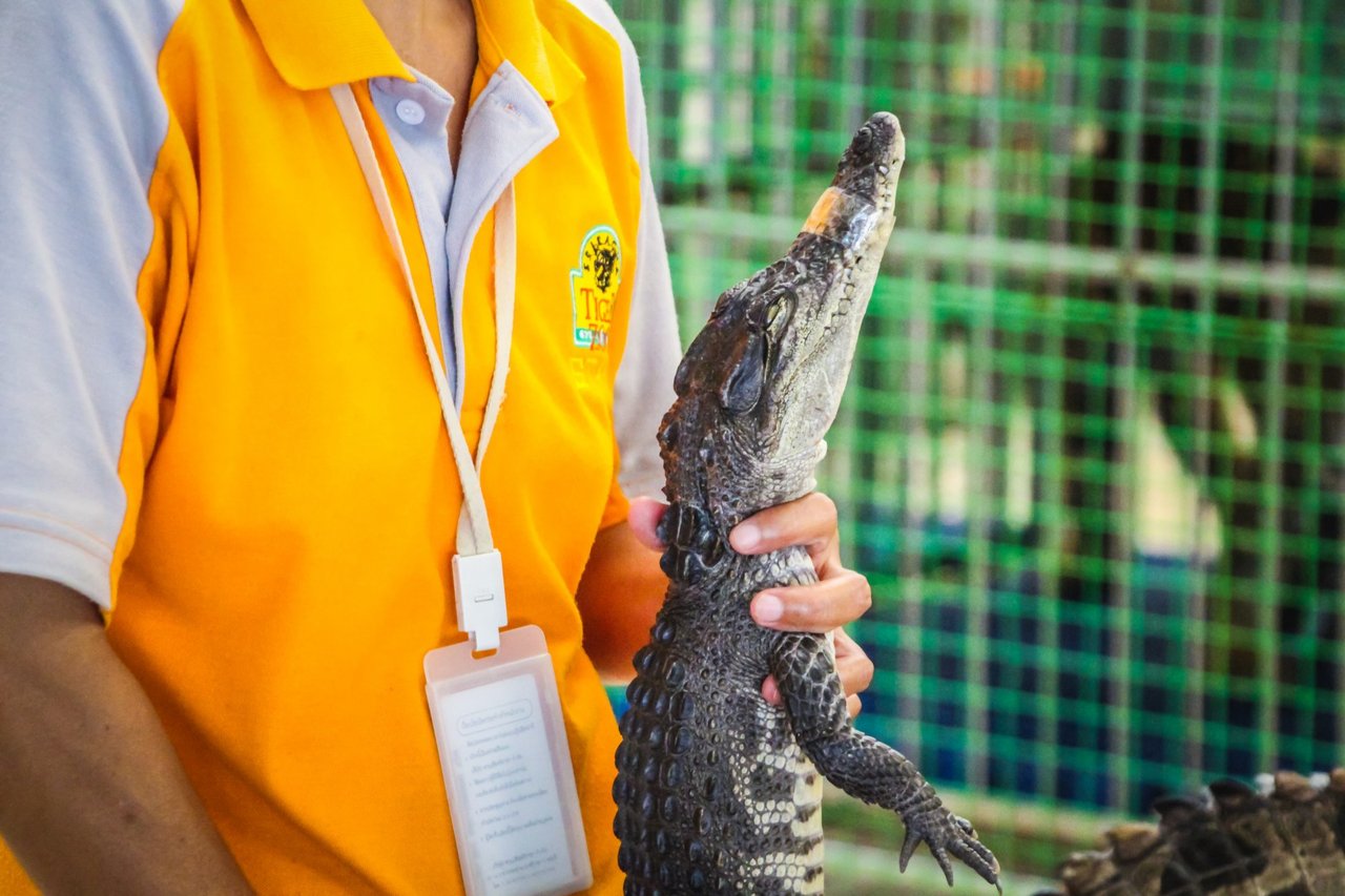 sriracha zoo cocrodiles