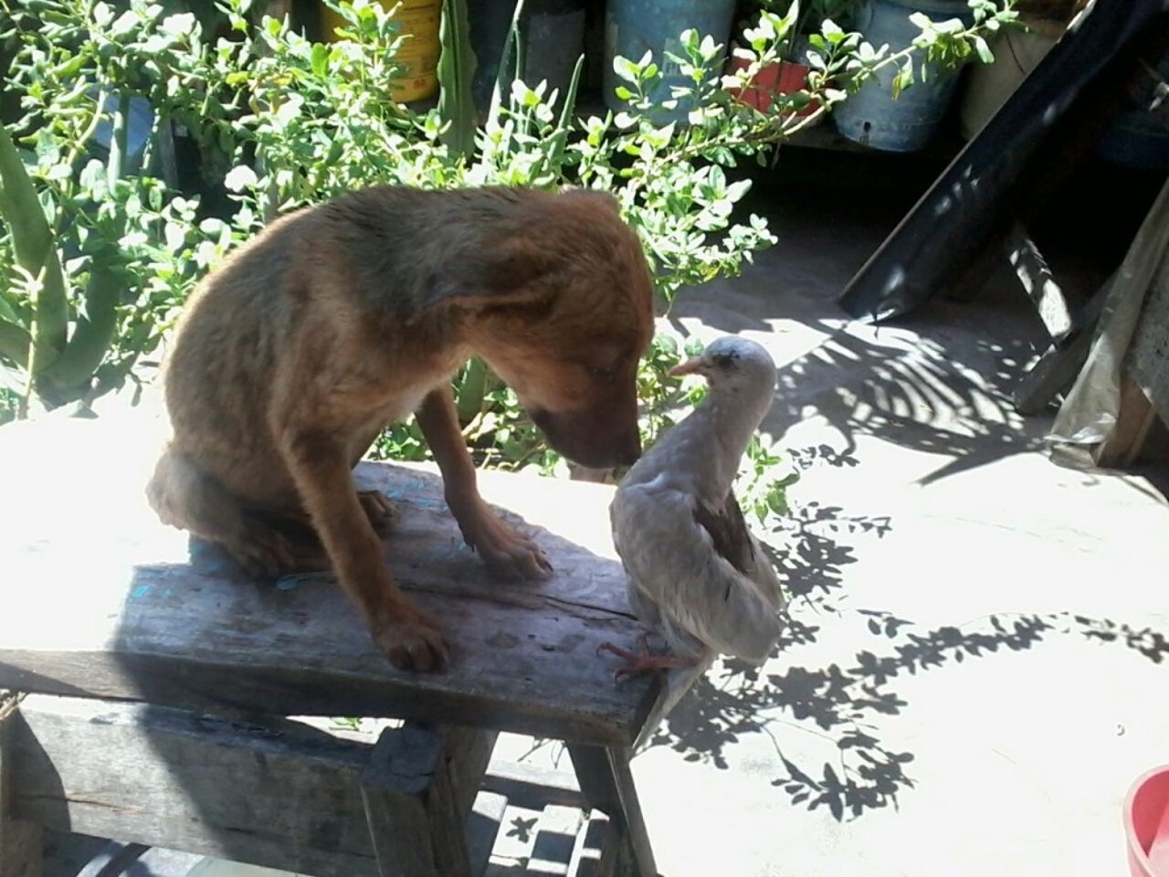 julia_y_jama_vicenta_1