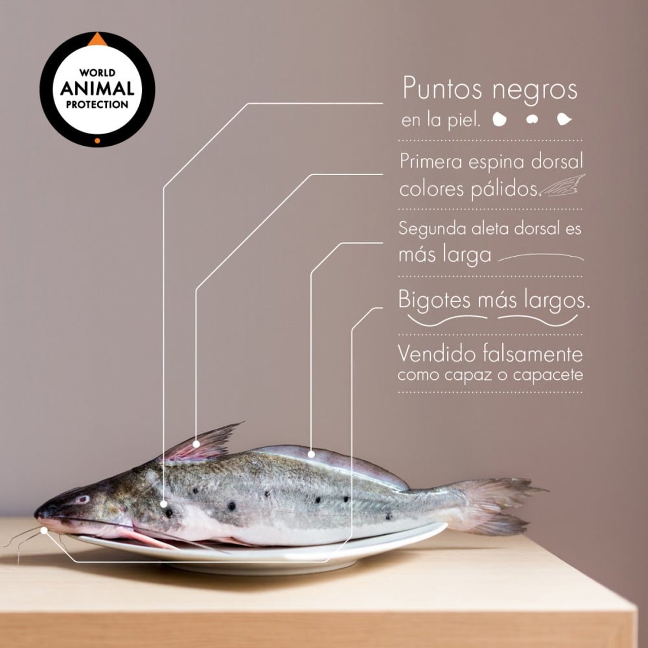 mota-infog-02_1