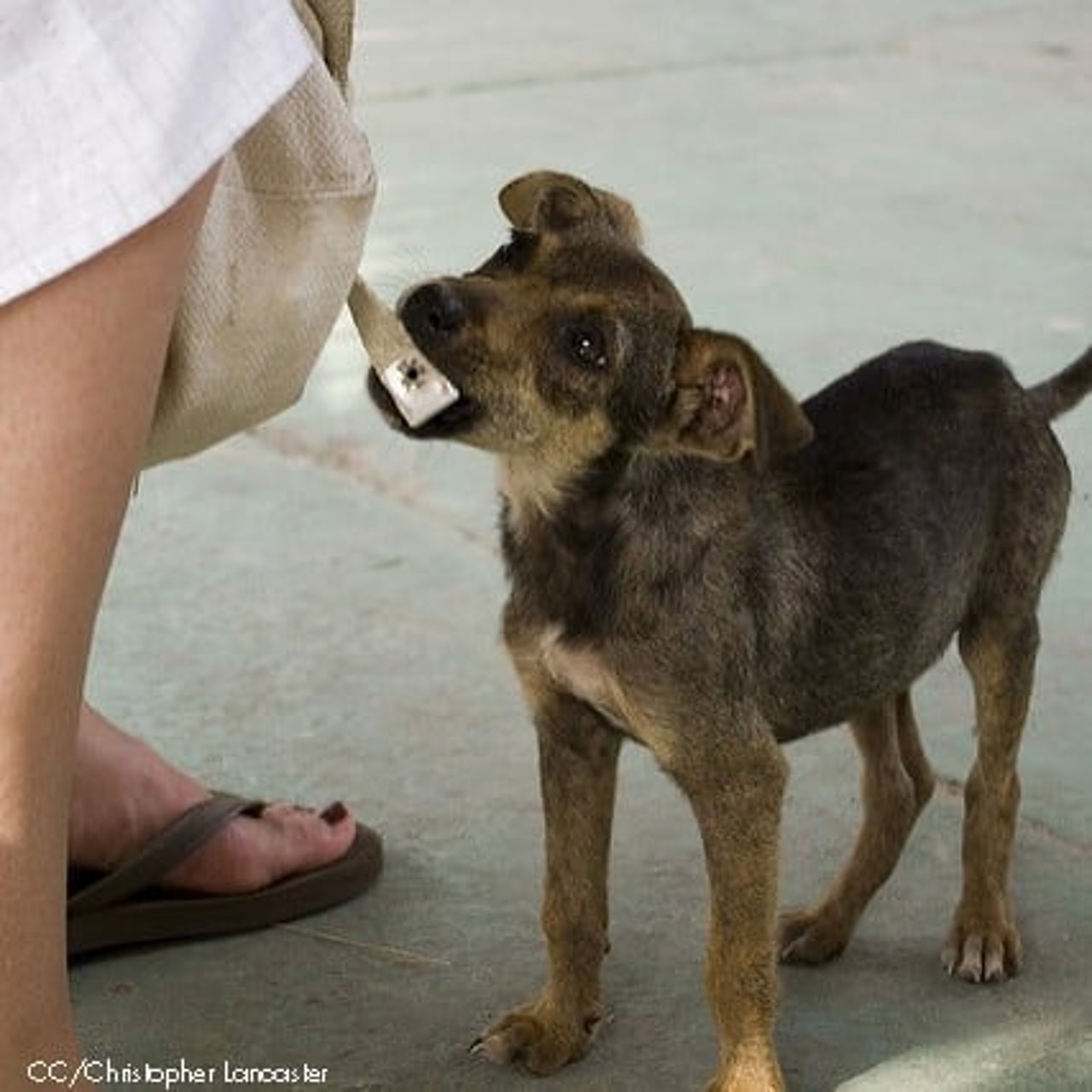 perro_con_hambre