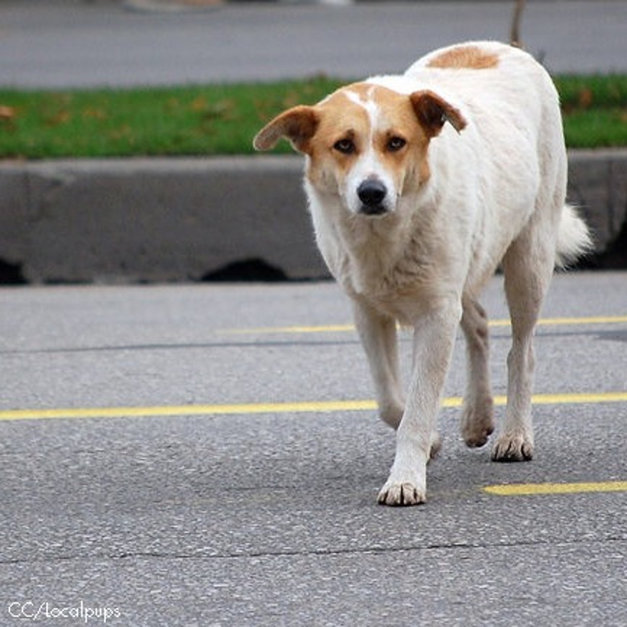 perro_en_calle