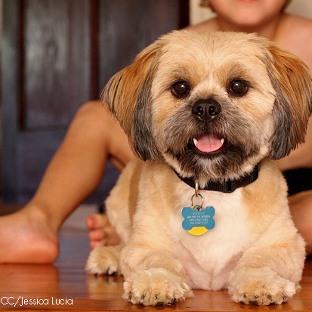 7 preguntas que seguramente tienes sobre el concurso DogChampion