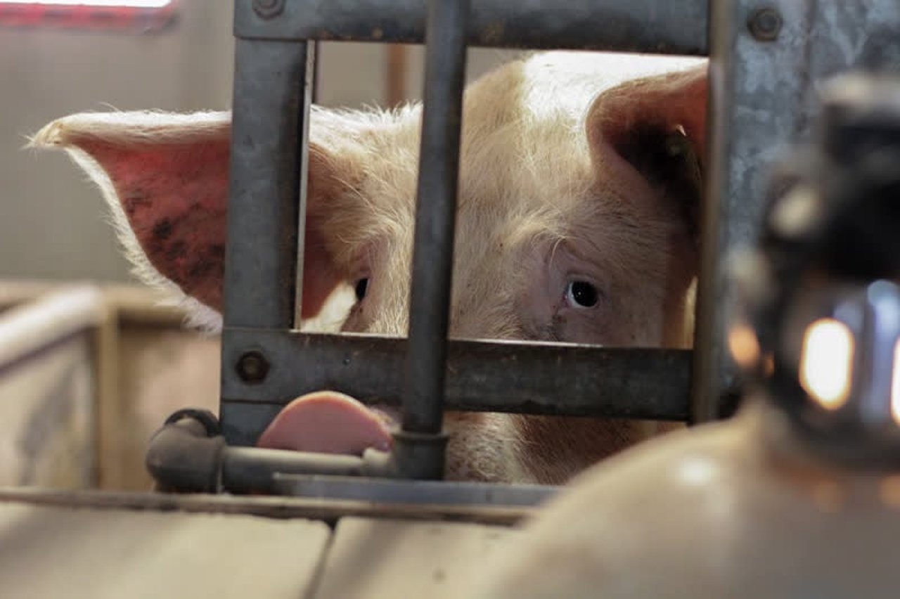 pig_eu_800x533_1020754