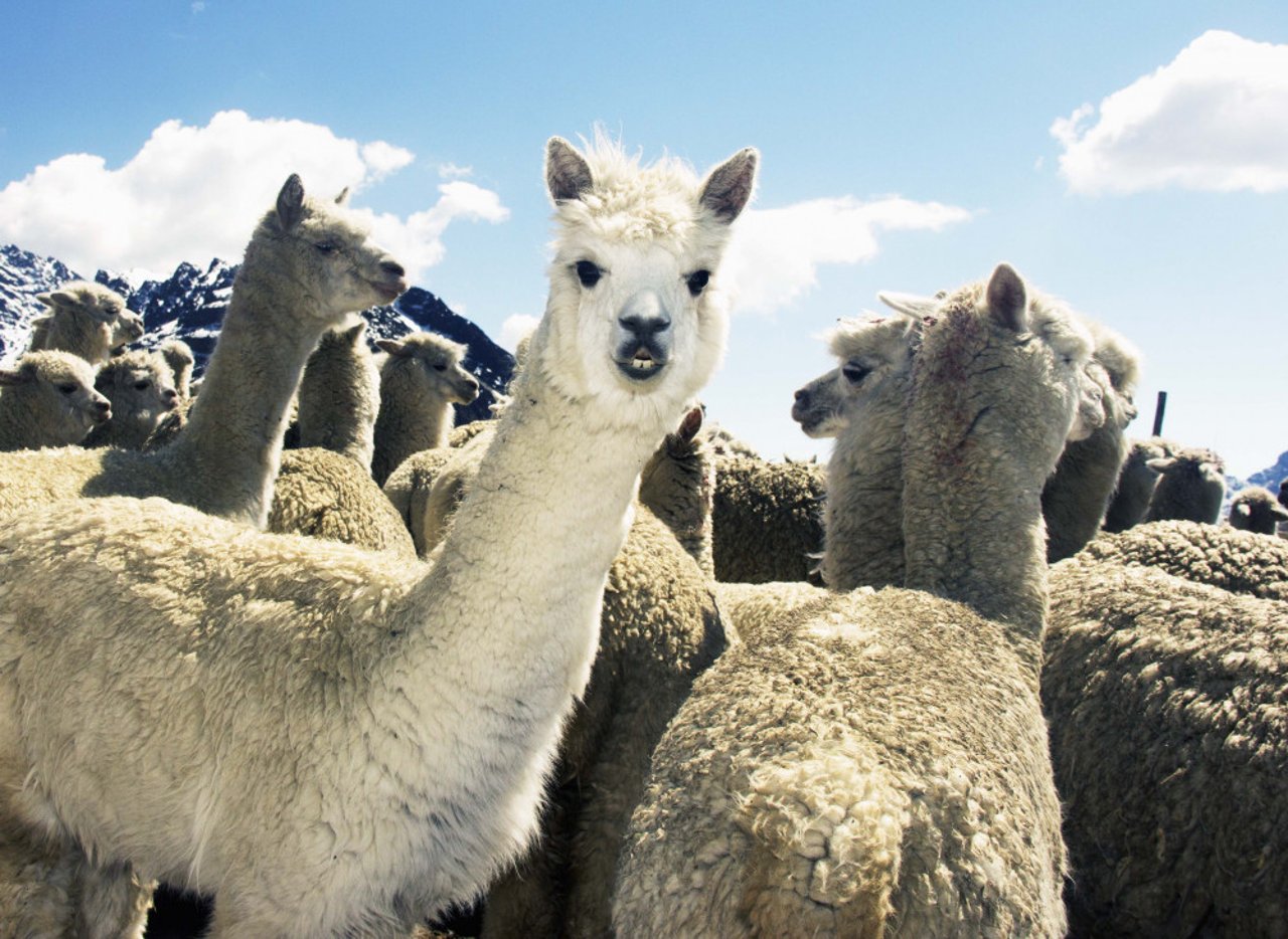 rebano_de_alpacas