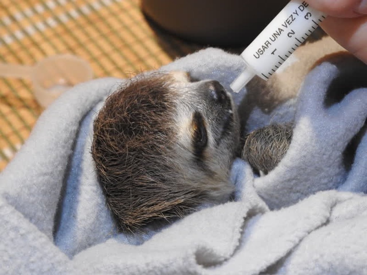 sloth_colombia_800x600_1021362_0