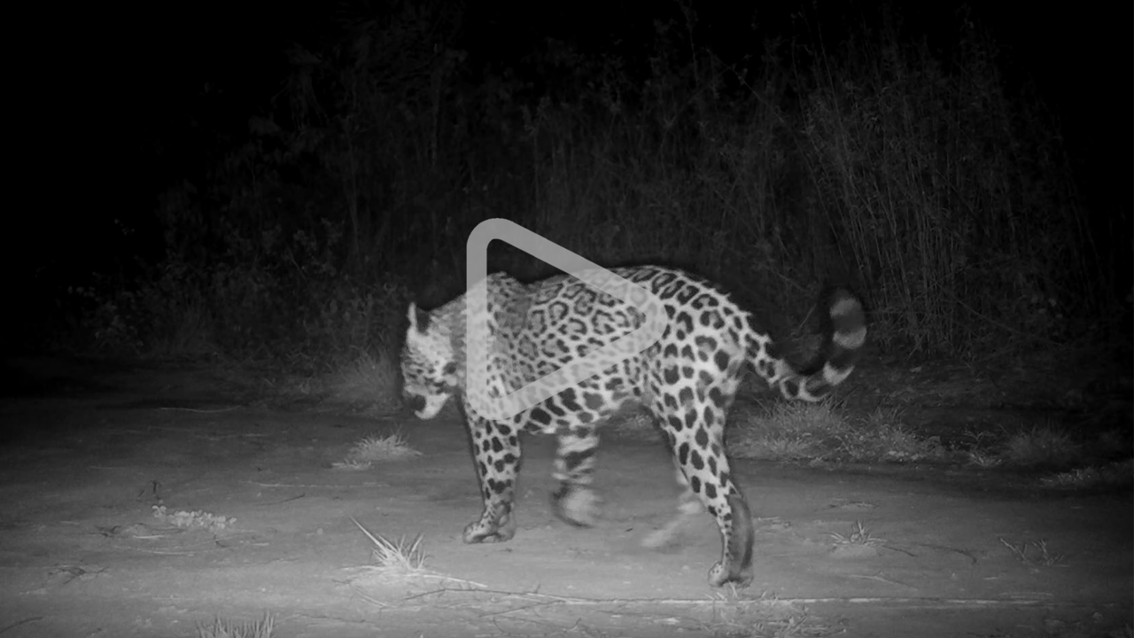 Onça-pintada registrada por uma trap camera, andando no Pantanal. Imagem em preto e branco com um símbolo de "play" no meio - indicando botão para ver o vídeo.