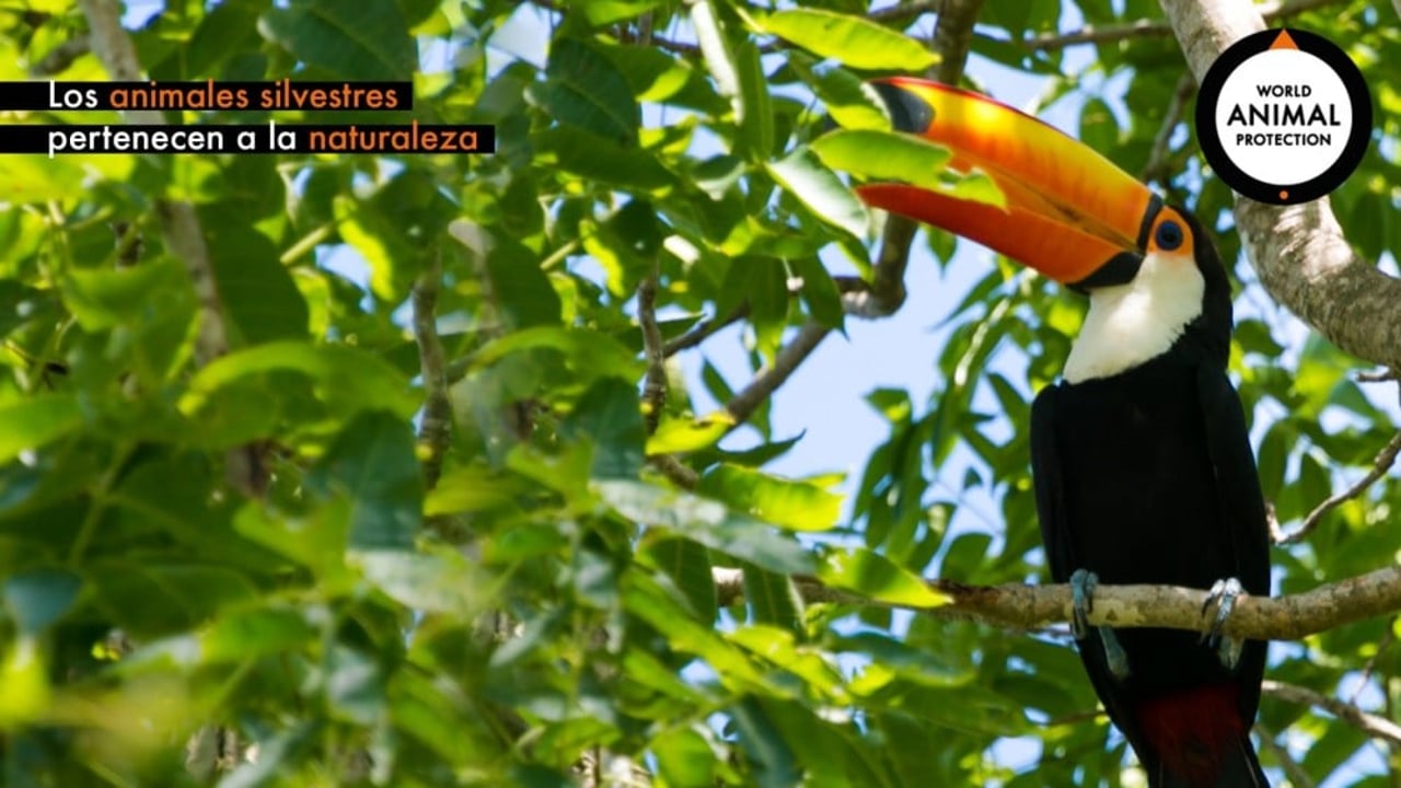 tucan-zoom