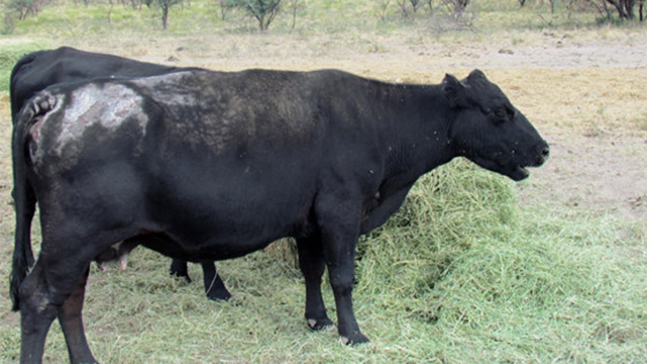 vaca_quemada