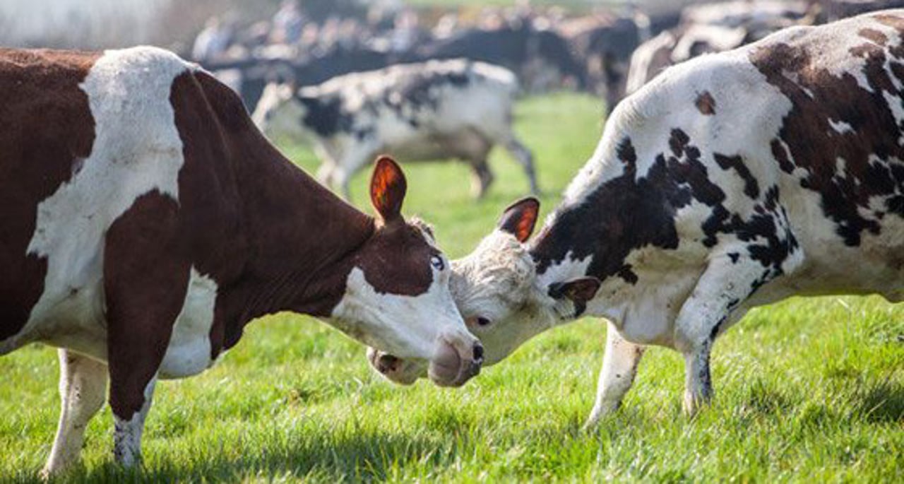 vacas01