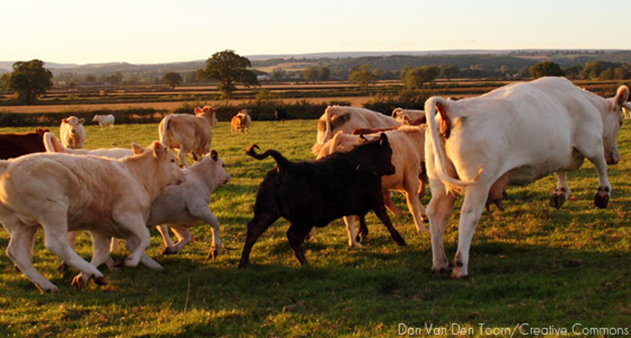 vacas05