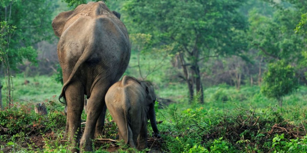 wild_asian_elephants_in_udawalawa_national_park_in_sri_lanka_-_what_you_can_do
