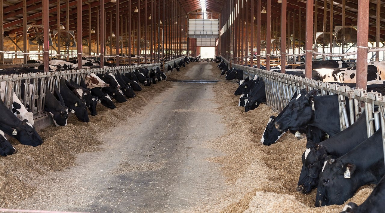 zoonosis-and-antimicrobial-resistance
