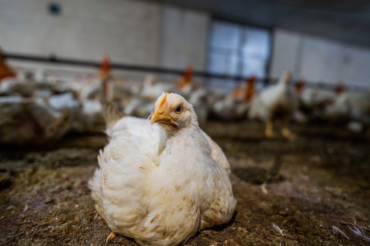 Pollo de granja industrial. crédito: World Animal Protection